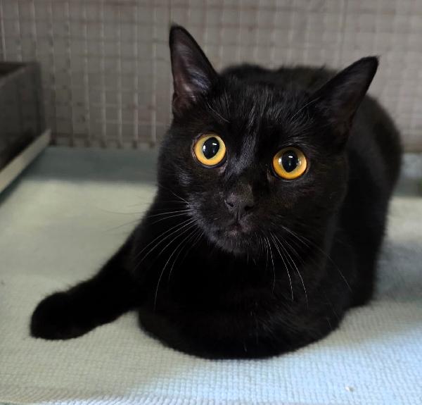 TANIA GATTINA  Foto 2